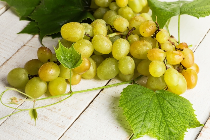 Grape 'Himrod' - Vitis labrusca (Seedless) from The Flower Spot Grape 'Himrod' - Vitis labrusca (Seedless) from The Flower Spot