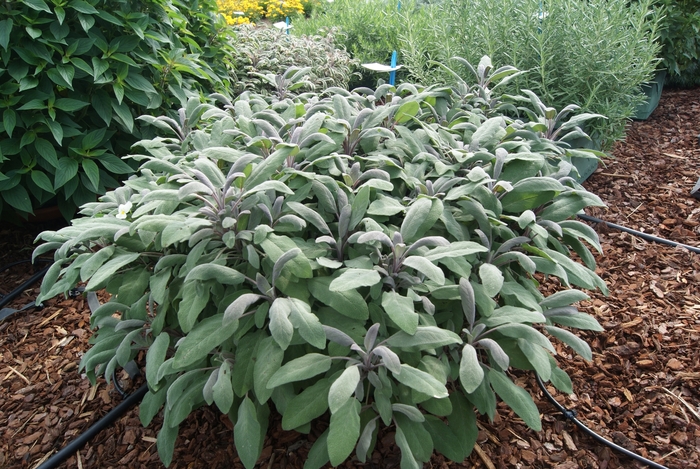 Sage 'Garden' - Salvia officinalis from The Flower Spot