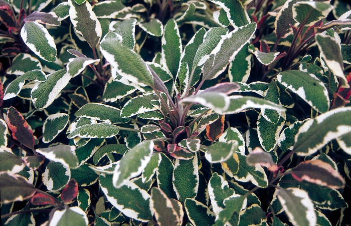 Sage 'Tricolor' - Salvia officinalis from The Flower Spot