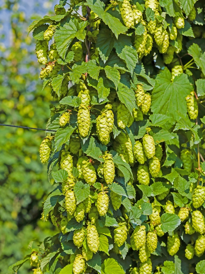 Hops - Humulus lupulus 'Cascade' from The Flower Spot Hops - Humulus lupulus 'Cascade' from The Flower Spot