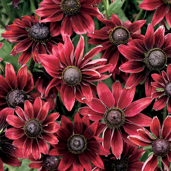 Rudbeckia 'Cherry Brandy' - Rudbeckia fulgida from The Flower Spot Rudbeckia 'Cherry Brandy' - Rudbeckia fulgida from The Flower Spot