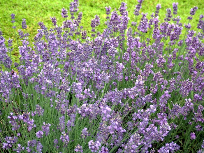 Lavender - Lavandula Angustifolia 'Munstead' from The Flower Spot