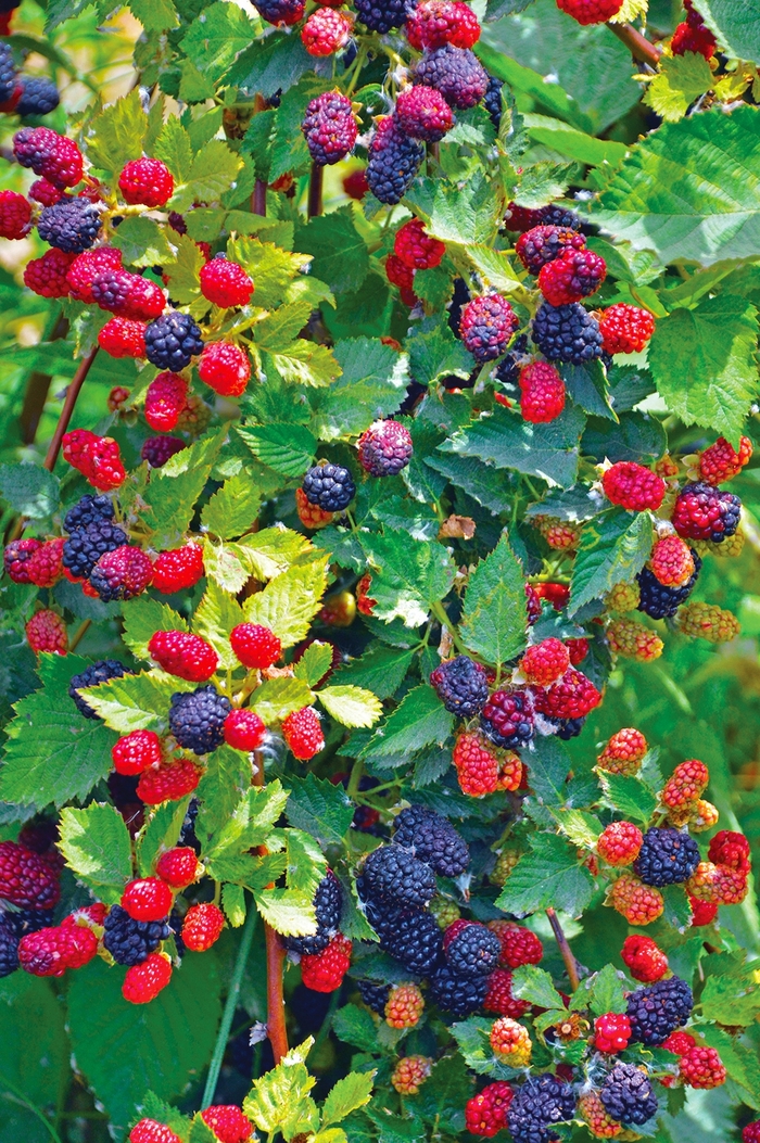 Loganberry - Rubus x loganbaccus from The Flower Spot