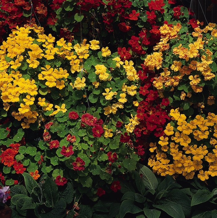 Nasturtium 'Jewel Mix' - Tropaeoleum majus from The Flower Spot Nasturtium 'Jewel Mix' - Tropaeoleum majus from The Flower Spot