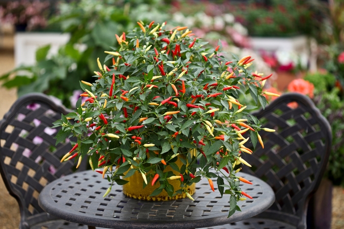 Pepper - Pepper 'Basket of Fire' from The Flower Spot