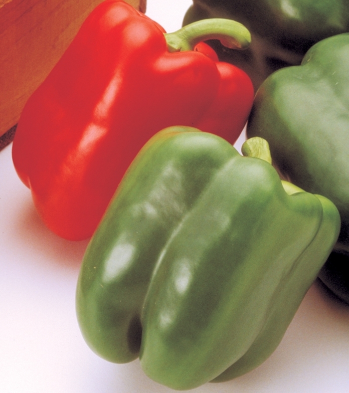 Pepper 'Aristotle' - Sweet Bell Pepper from The Flower Spot Pepper 'Aristotle' - Sweet Bell Pepper from The Flower Spot