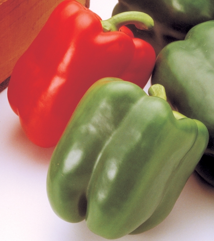 Aristotle Pepper - Capsicum annuum 'Aristotle' from The Flower Spot