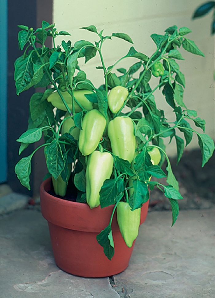 Pepper 'Gypsy' - Sweet Pepper from The Flower Spot Pepper 'Gypsy' - Sweet Pepper from The Flower Spot
