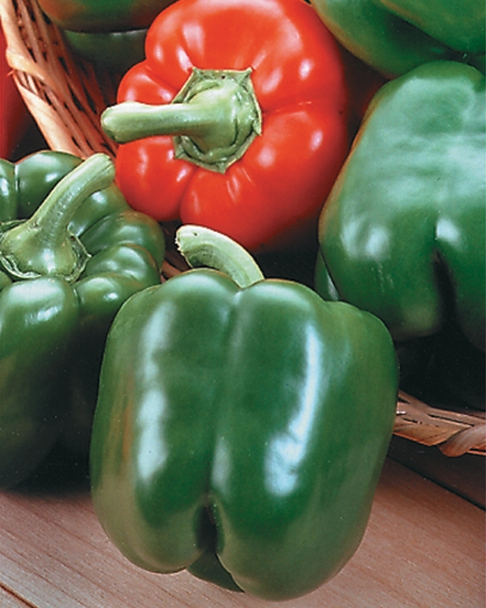 Pepper 'King Arthur' - Sweet Bell Pepper from The Flower Spot Pepper 'King Arthur' - Sweet Bell Pepper from The Flower Spot