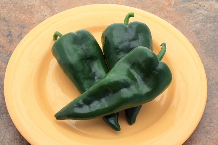 Mosquetero - Capsicum annuum 'Mosquetero' from The Flower Spot Mosquetero - Capsicum annuum 'Mosquetero' from The Flower Spot