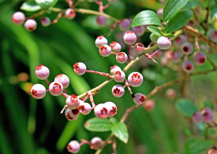 Blueberry 'Pink Popcorn' - Vaccinium angustifolium from The Flower Spot
