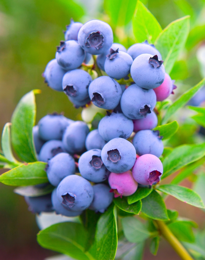 Blueberry 'Razz' - Vaccinium angustifolium from The Flower Spot