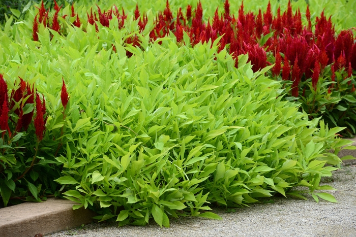 Sweet Potato Vine 'SolarPower Lime' - Ipomoea batatas from The Flower Spot Sweet Potato Vine 'SolarPower Lime' - Ipomoea batatas from The Flower Spot