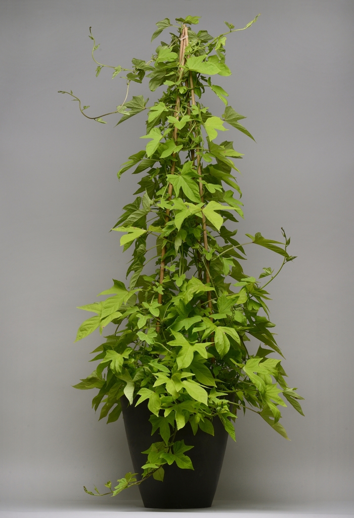Sweet Potato Vine 'SolarTower Lime' - Ipomoea batatas from The Flower Spot