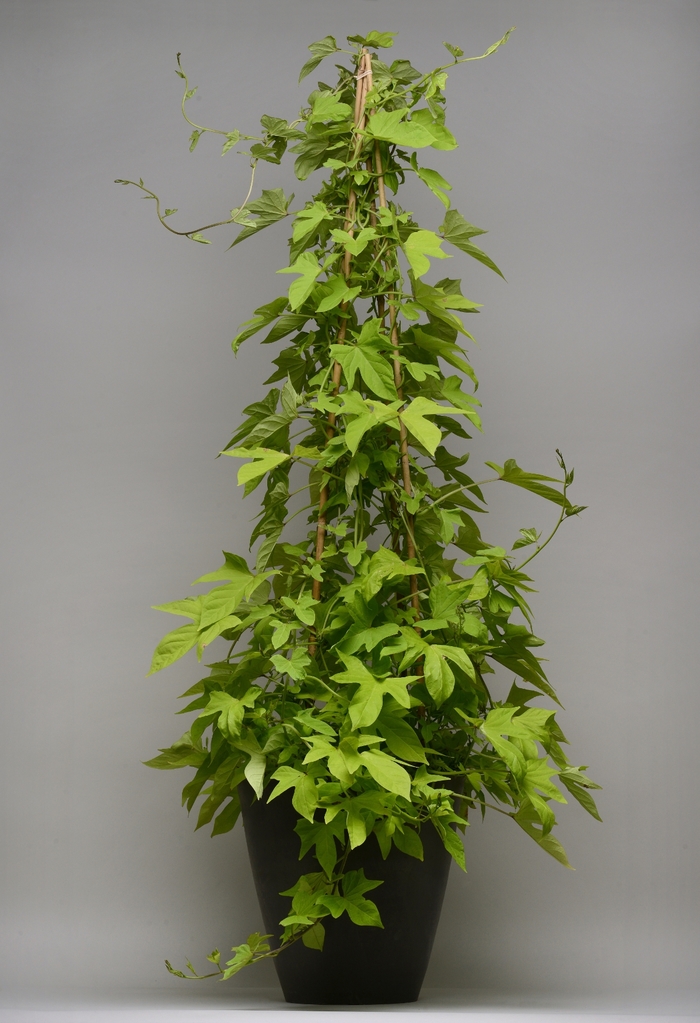 SolarTower ''Lime'' - Ipomoea batatas (Sweet Potato Vine) from The Flower Spot