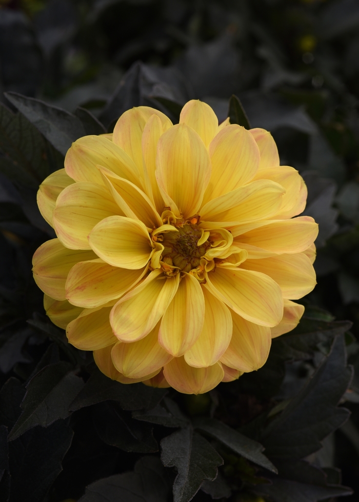 Dahlia 'City Lights Golden Yellow' - Dahlia hybrida from The Flower Spot