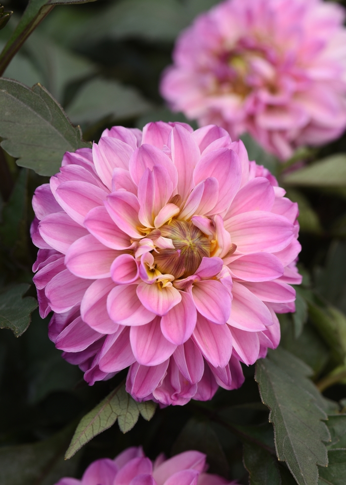 Dahlia 'City Lights Lavender Pink' - Dahlia hybrida from The Flower Spot Dahlia 'City Lights Lavender Pink' - Dahlia hybrida from The Flower Spot