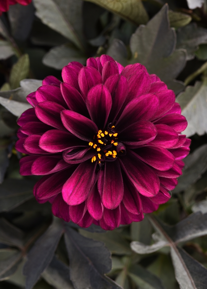 Dahlia 'City Lights Purple' - Dahlia hybrida from The Flower Spot Dahlia 'City Lights Purple' - Dahlia hybrida from The Flower Spot