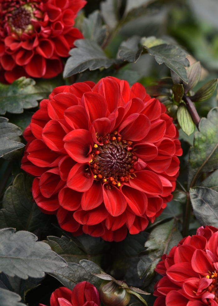 Dahlia 'City Lights Red' - Dahlia hybrida from The Flower Spot Dahlia 'City Lights Red' - Dahlia hybrida from The Flower Spot