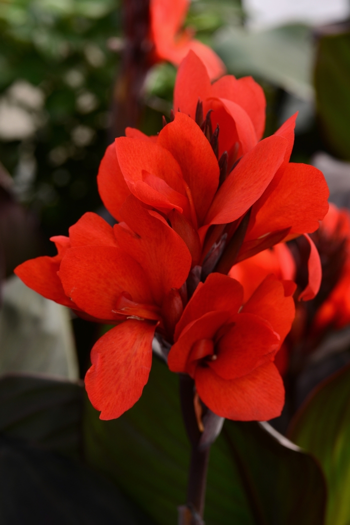 Cannova® Bronze Scarlet - Canna x generalis from The Flower Spot