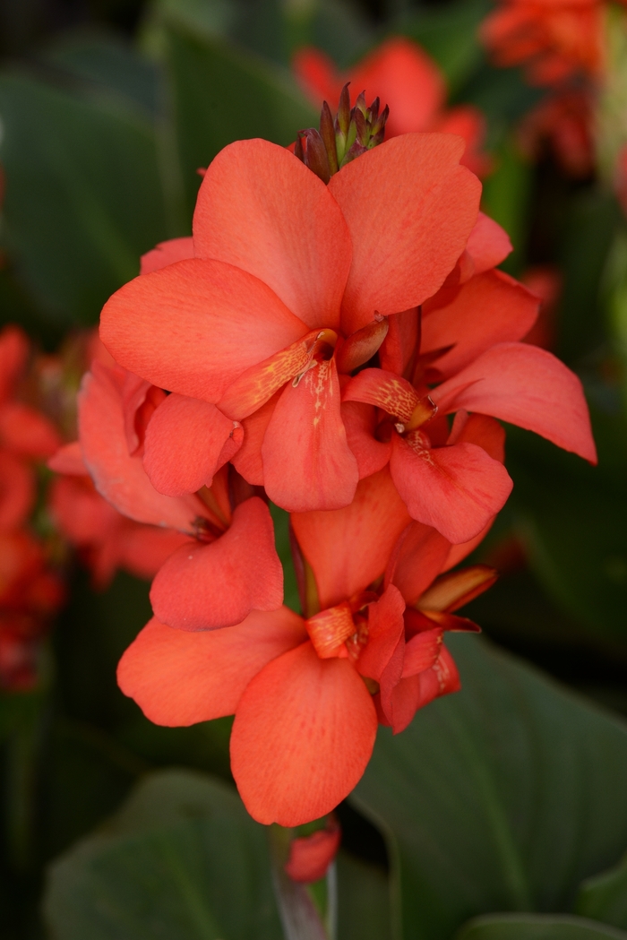 Cannova® Red Shades - Canna x generalis from The Flower Spot