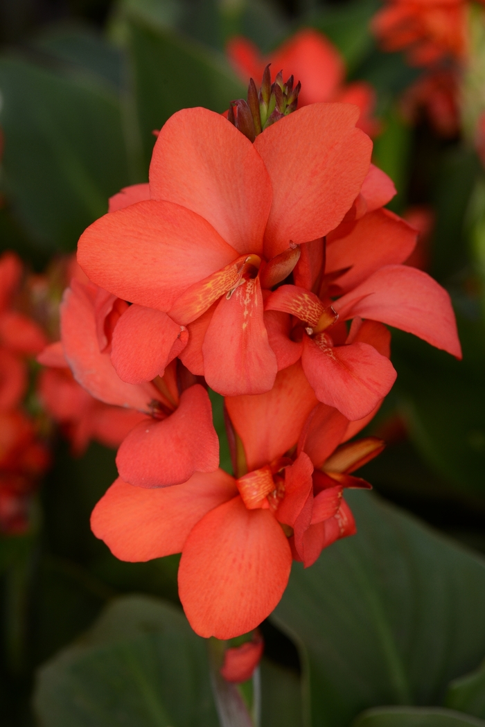 Canna Lily 'Cannova Red Shades' - Canna x generalis from The Flower Spot