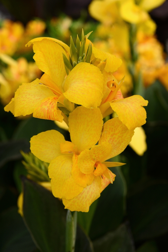 Cannova® Yellow - Canna x generalis from The Flower Spot