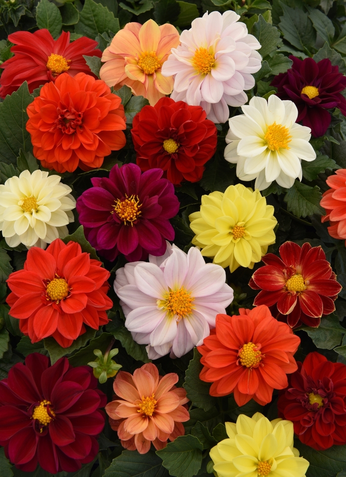 Dahlia 'Figaro Mix' - Dahlia hybrid from The Flower Spot