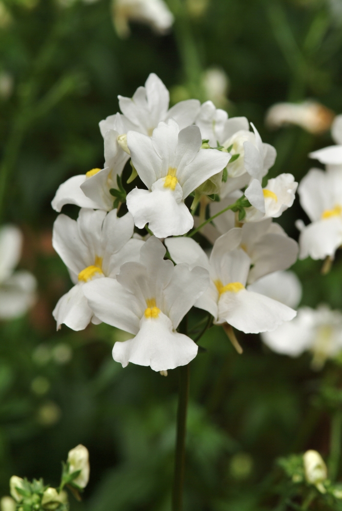 Nemesia 'Innocence' - Nemesia from The Flower Spot Nemesia 'Innocence' - Nemesia from The Flower Spot