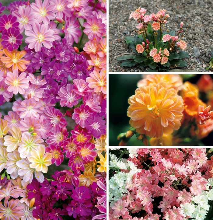 Lewisia 'Multiple Varieties' - Lewisia from The Flower Spot Lewisia 'Multiple Varieties' - Lewisia from The Flower Spot