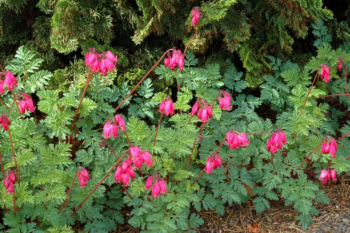 Bleeding Heart 'Amore Series' - Dicentra from The Flower Spot