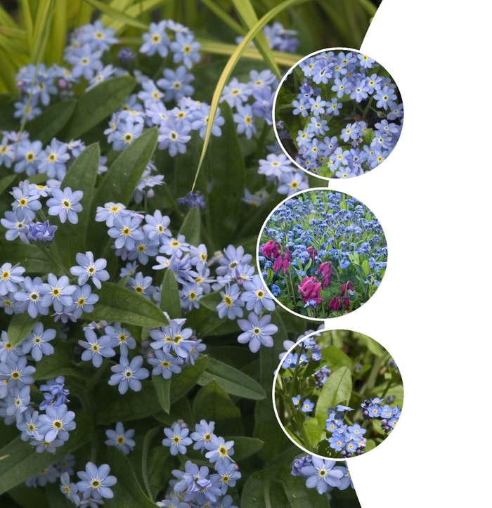 Forget-Me-Not 'Victoria Blue' - Myosotis from The Flower Spot