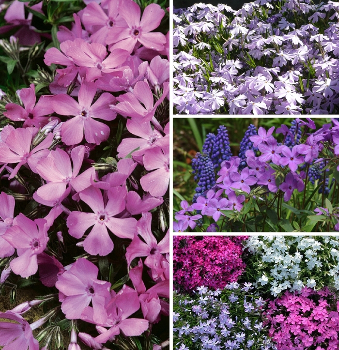 Phlox 'Creeping Varieties' - Phlox subulata from The Flower Spot Phlox 'Creeping Varieties' - Phlox subulata from The Flower Spot