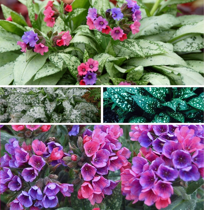 Lungwort 'Multiple Varieties' - Pulmonaria from The Flower Spot