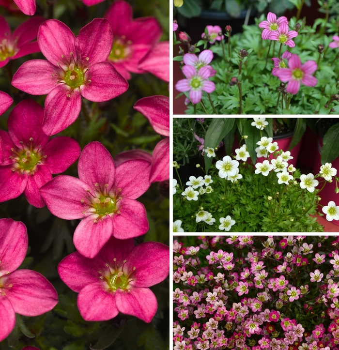 Saxifraga 'Multiple Varieties' - Saxifraga from The Flower Spot