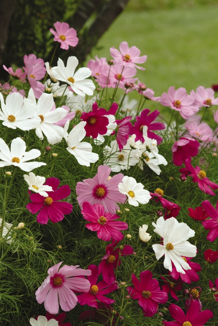 Cosmos 'Sensation Mix' - Cosmos bipinnatus from The Flower Spot