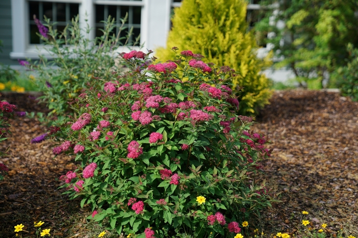 Double Play Doozie® - Spiraea x from The Flower Spot