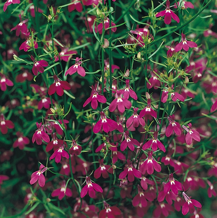 Lobelia 'Riviera Rose' - Lobelia erinus from The Flower Spot Lobelia 'Riviera Rose' - Lobelia erinus from The Flower Spot