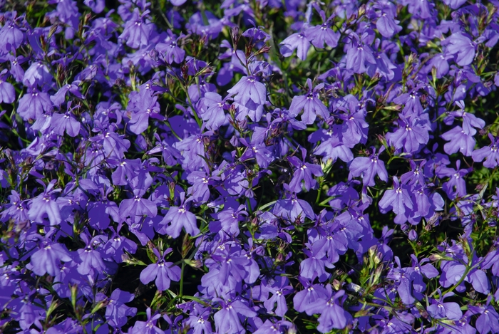 Lobelia 'Magadi Basket Dark Blue' - Lobelia erinus (Trailing) from The Flower Spot