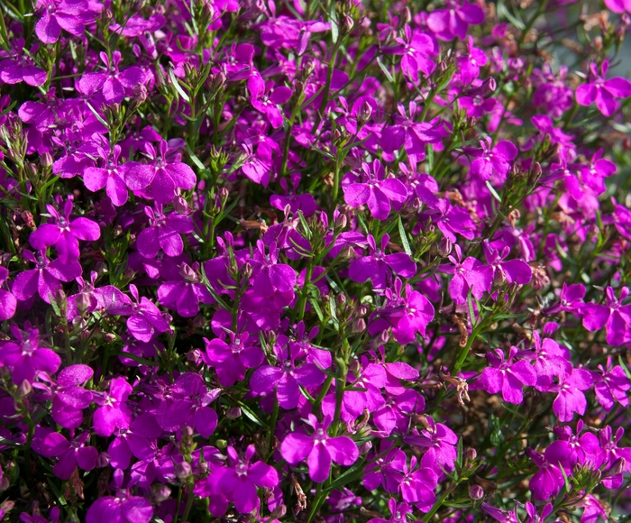 Lobelia 'Magadi Basket Dark Purple' - Lobelia erinus (Trailing) from The Flower Spot
