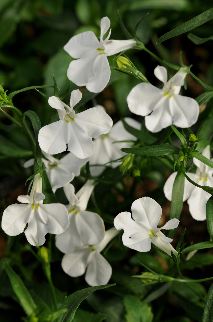Lobelia 'Magadi 'Basket White' - Lobelia erinus (Trailing) from The Flower Spot Lobelia 'Magadi 'Basket White' - Lobelia erinus (Trailing) from The Flower Spot