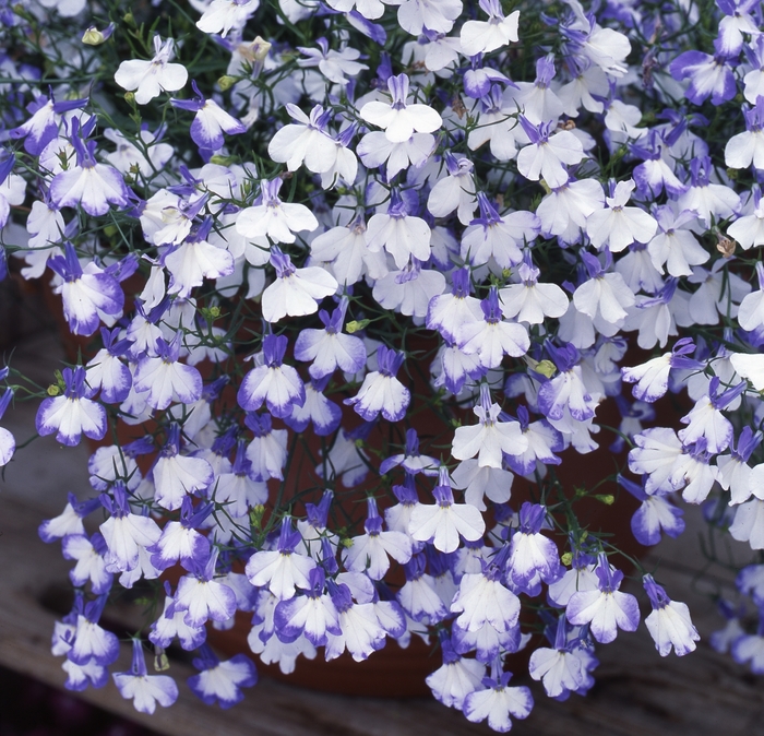 Lobelia 'Regatta Blue Splash' - Lobelia erinus from The Flower Spot Lobelia 'Regatta Blue Splash' - Lobelia erinus from The Flower Spot