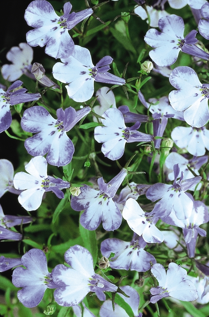 Lobelia 'Riviera Blue Splash' - Lobelia erinus from The Flower Spot