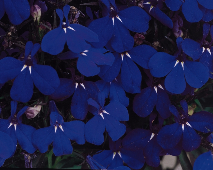 Lobelia 'Riviera Midnight Blue' - Lobelia erinus from The Flower Spot