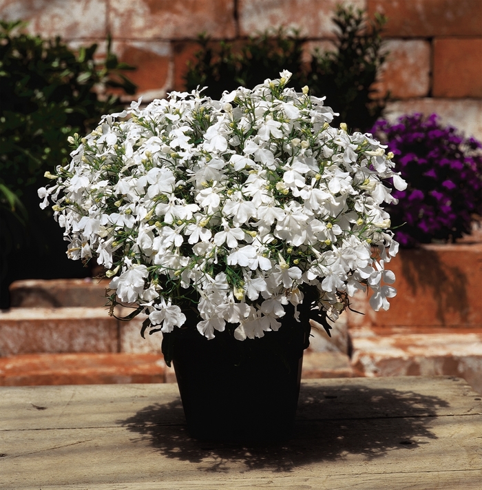 'Riviera White' - Lobelia erinus from The Flower Spot