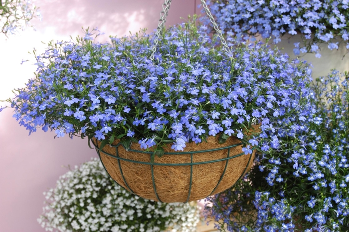 Lobelia 'Waterfall Azure' - Lobelia erinus from The Flower Spot