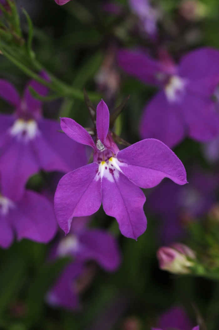 Lobelia 'Waterfall Lavender' - Lobelia erinus from The Flower Spot Lobelia 'Waterfall Lavender' - Lobelia erinus from The Flower Spot