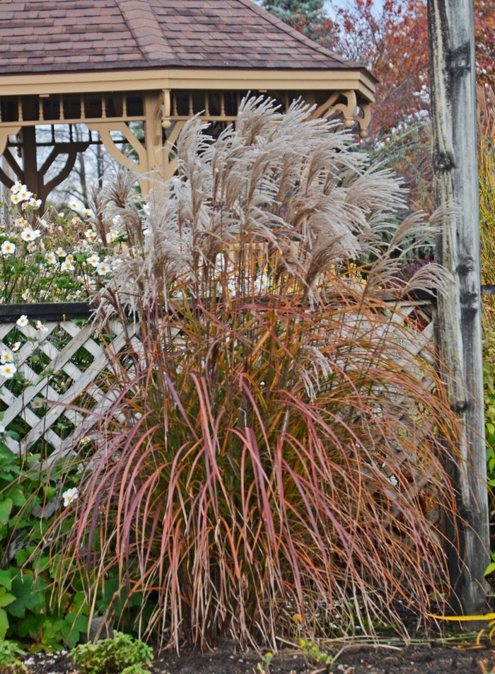 Maiden Grass 'Oktoberfest' - Miscanthus sinensis from The Flower Spot