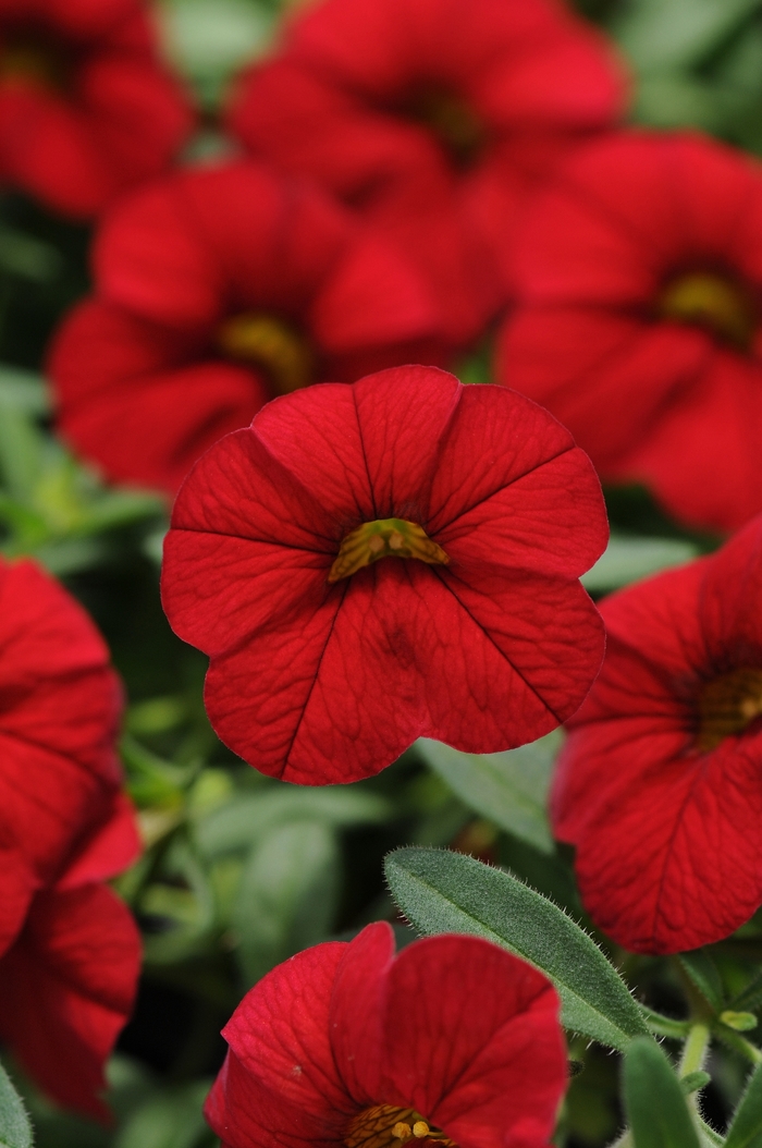 Calibrachoa 'Cabaret Bright Red' - Calibrachoa (Million Bells) from The Flower Spot Calibrachoa 'Cabaret Bright Red' - Calibrachoa (Million Bells) from The Flower Spot