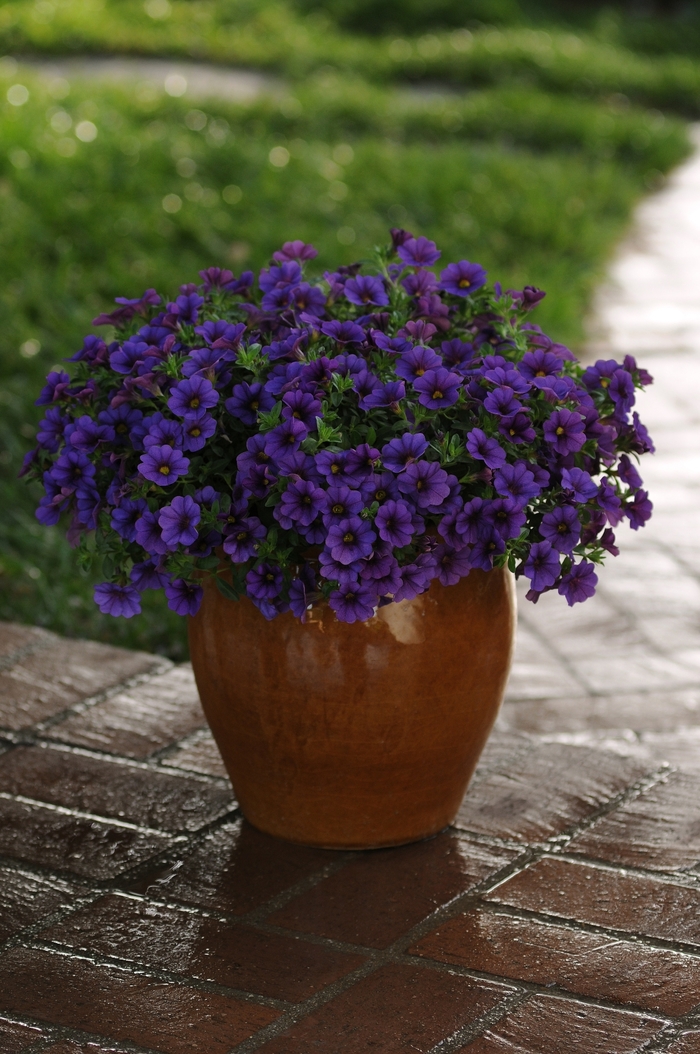 Trailing Petunia - Calibrachoa x hybrida 'Cabaret™ Deep Blue' from The Flower Spot